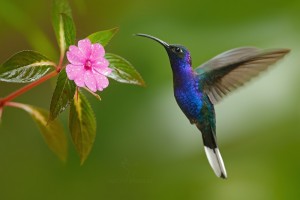 post hummingbird seo company